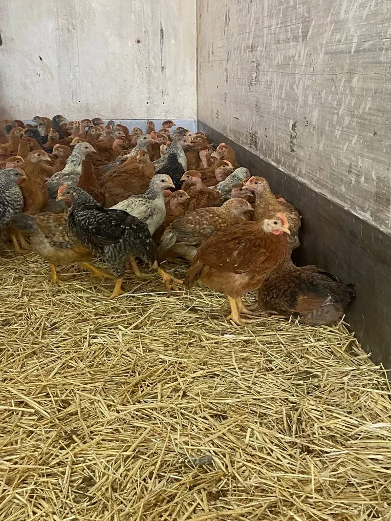 Продаются цыплята породы Красный Венгерский