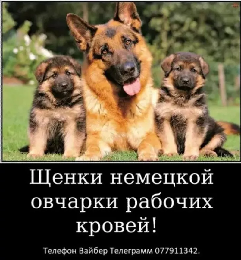 За скромную застенчивую цену