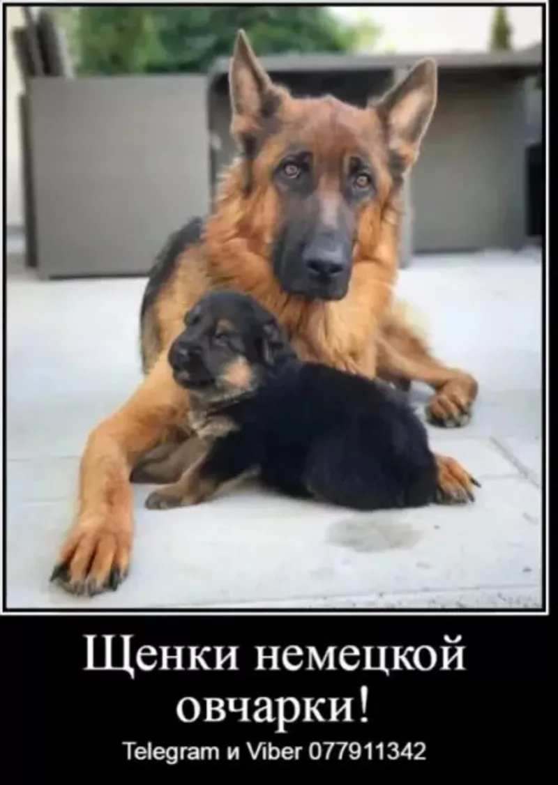 За скромную застенчивую цену 2