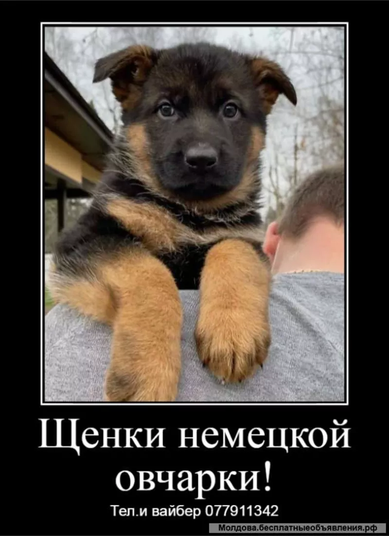 За скромную застенчивую цену 4